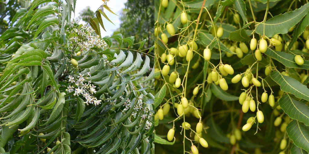 Azadirachta indica, commonly known as the neem tree, showing vibrant green leaves