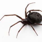 False Black Widow Spider (Steatoda grossa)