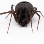 False Black Widow Spider (Steatoda grossa)