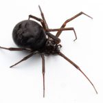 False Black Widow Spider (Steatoda grossa)