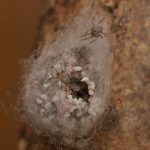 False Black Widow Spider (Steatoda grossa)