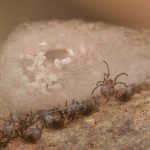 False Black Widow Spider (Steatoda grossa)