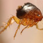 Hen/Sticktight Flea (Echidnophaga gallinacea) Hen/Sticktight Flea (Echidnophaga gallinacea)