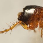 Hen/Sticktight Flea (Echidnophaga gallinacea) Hen/Sticktight Flea (Echidnophaga gallinacea)