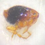 Hen/Sticktight Flea (Echidnophaga gallinacea) Hen/Sticktight Flea (Echidnophaga gallinacea)